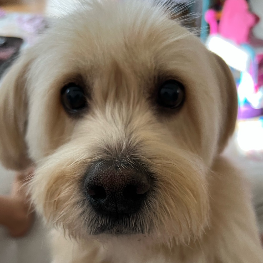 Meet your Posher, Sasha